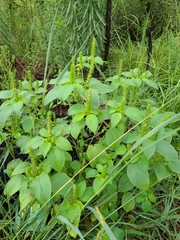 Acalypha ostryifolia