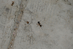 Camponotus aegyptiacus