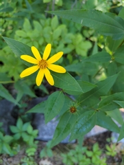 Helianthus divaricatus