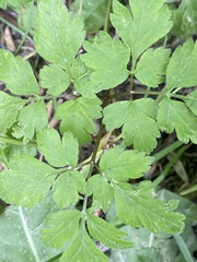 Osmorhiza longistylis