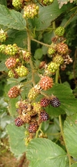 Rubus