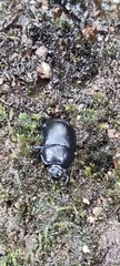 Anoplotrupes stercorosus