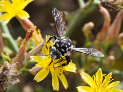 Thyreus histrionicus