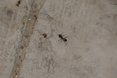 Camponotus aegyptiacus