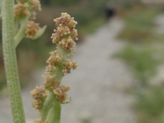 Atriplex prostrata