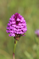 Anacamptis pyramidalis