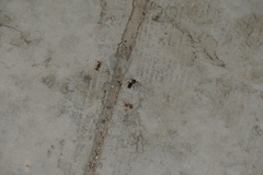 Camponotus aegyptiacus