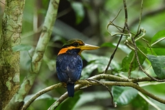 Actenoides concretus