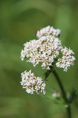 Valeriana officinalis