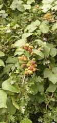 Rubus