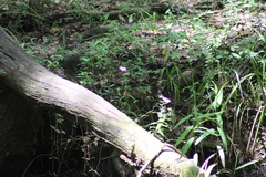 Sabatia calycina