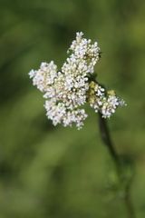 Valeriana officinalis