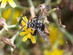 Thyreus histrionicus