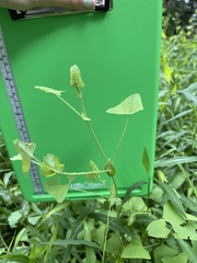 Persicaria perfoliata