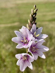 Ixia orientalis
