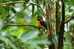 Actenoides concretus