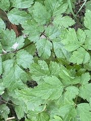Osmorhiza longistylis
