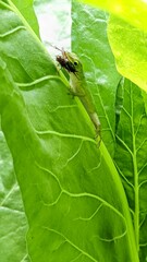 Anolis carolinensis