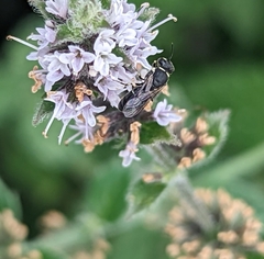 Hylaeus