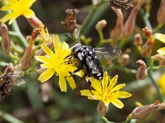 Thyreus histrionicus