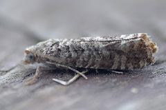Retinia gemistrigulana