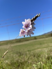 Ixia orientalis