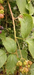 Rubus