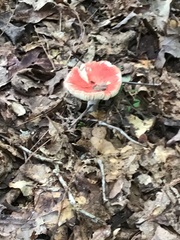 Russula rosacea