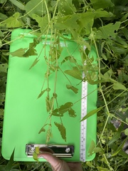 Persicaria perfoliata