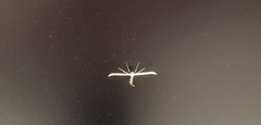 Pterophorinae