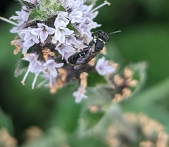 Hylaeus