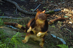 Dendrolagus goodfellowi