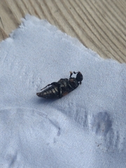 Nicrophorus vespilloides