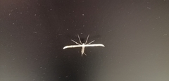 Pterophorinae