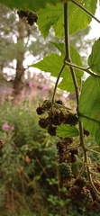 Rubus