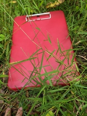 Poaceae