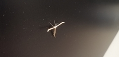 Pterophorinae