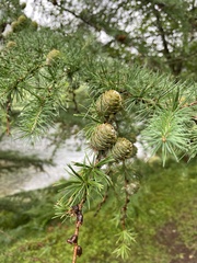 Larix