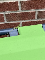 Anolis carolinensis