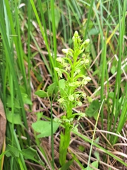 Habenaria repens