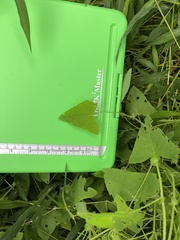 Persicaria perfoliata