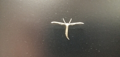Pterophorinae