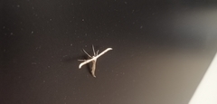 Pterophorinae