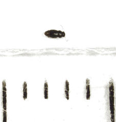 Ptinella ferruginea