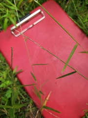 Poaceae
