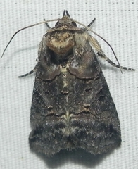 Abrostola urentis