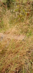 Agrostis capillaris
