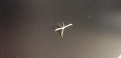 Pterophorinae