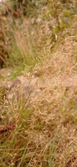 Agrostis capillaris