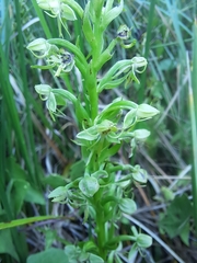 Habenaria repens